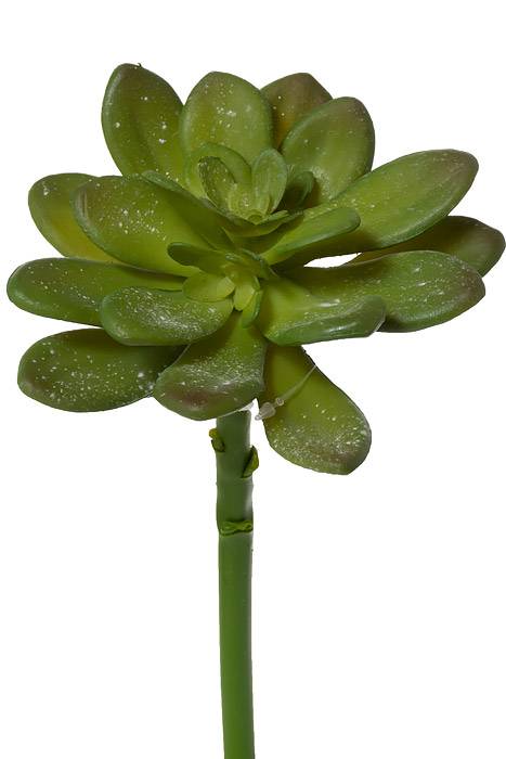 10" Echeveria Green