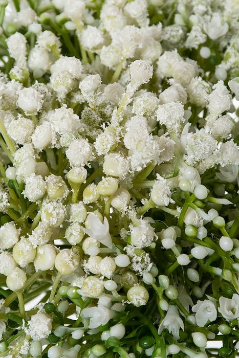 10" Gypsophila Bouquet White - Image 2