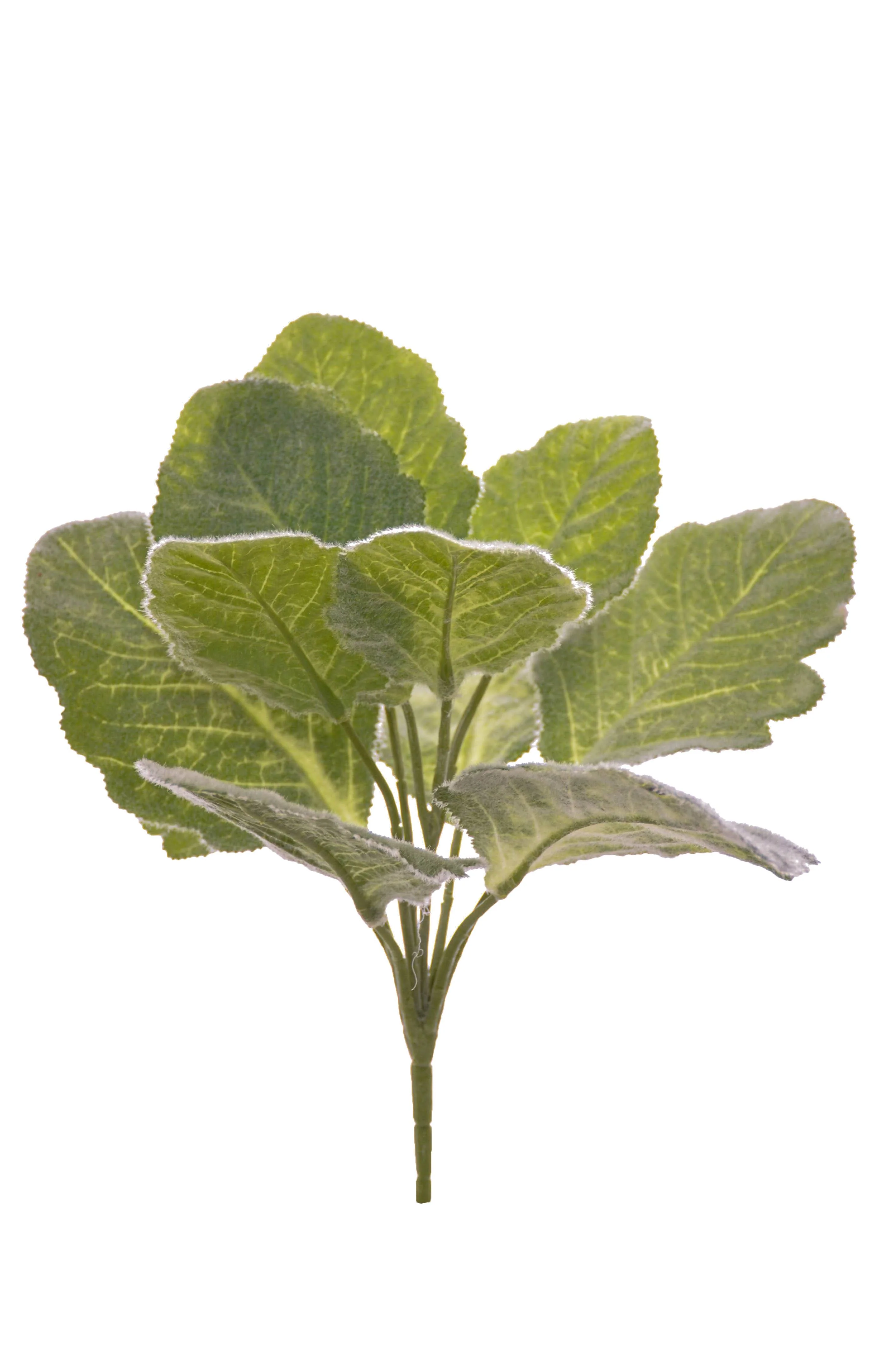 10" Lamb's Ear Bush Green/grey