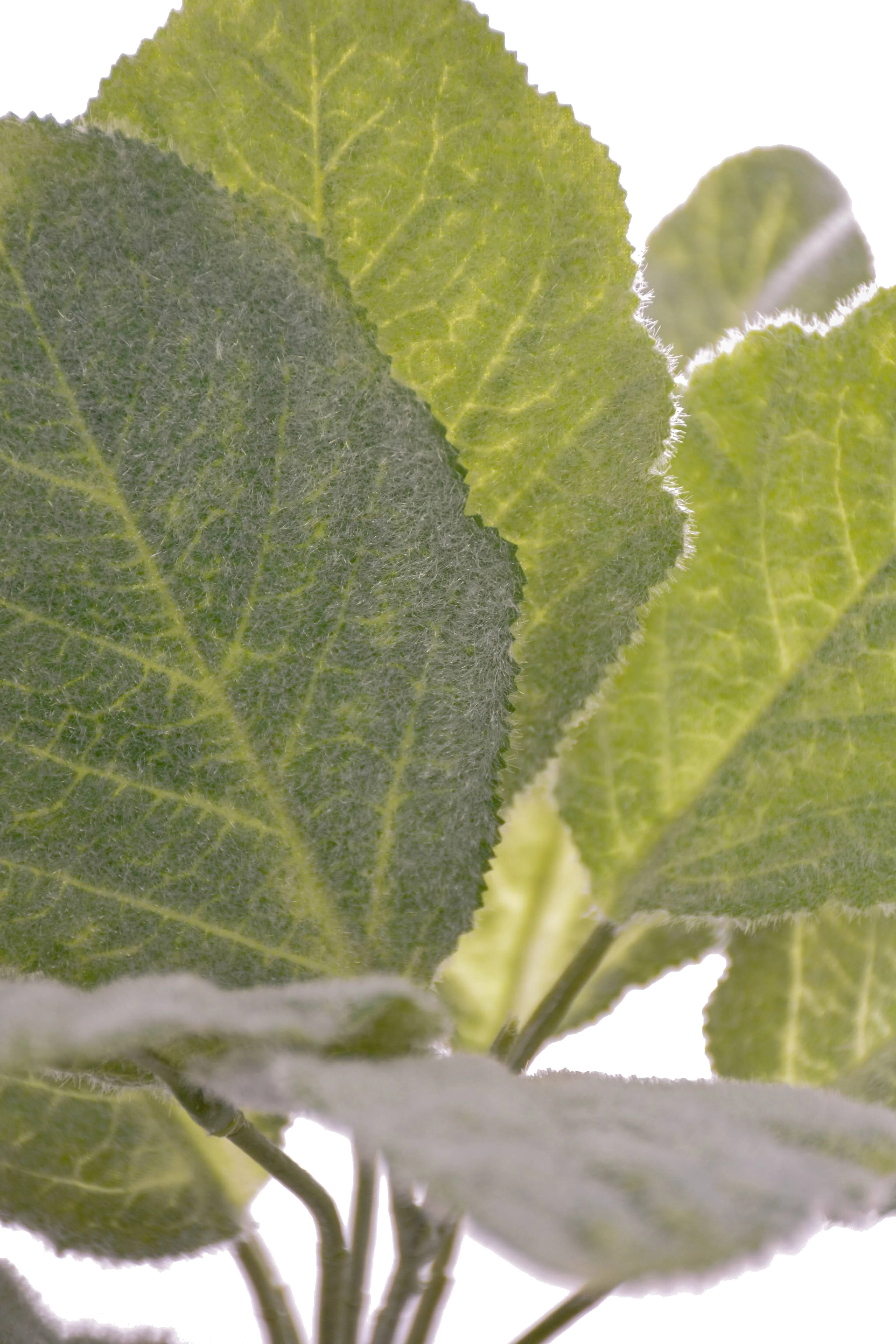 10" Lamb's Ear Bush Green/grey - Image 2