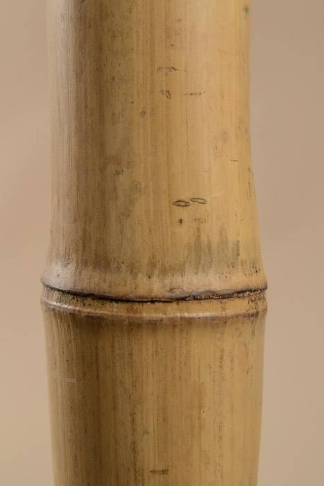 10' X 2" Bamboo Pole Natural - Image 2