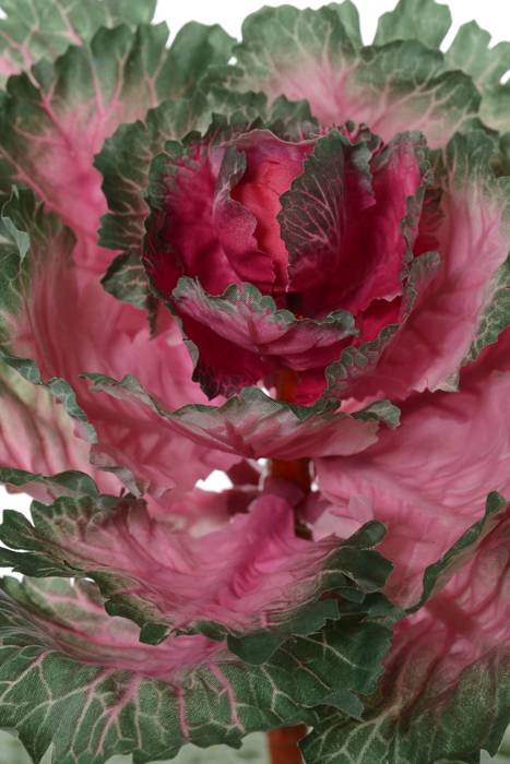 11.5" Ornamental Cabbage Cerise/green - Image 2