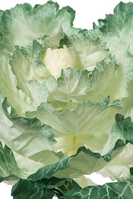 11.5" Ornamental Cabbage Cream/green - Image 2
