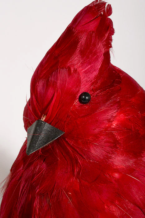 11" Feather Cardinal Red - Image 2