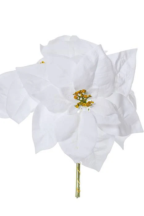 11" Velvet Poinsettia Pick White Pkg/4 - Image 3