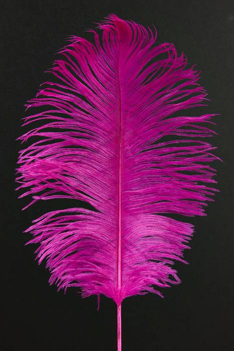 12"-14" Ostrich Feather Hot Pink Pkg/12