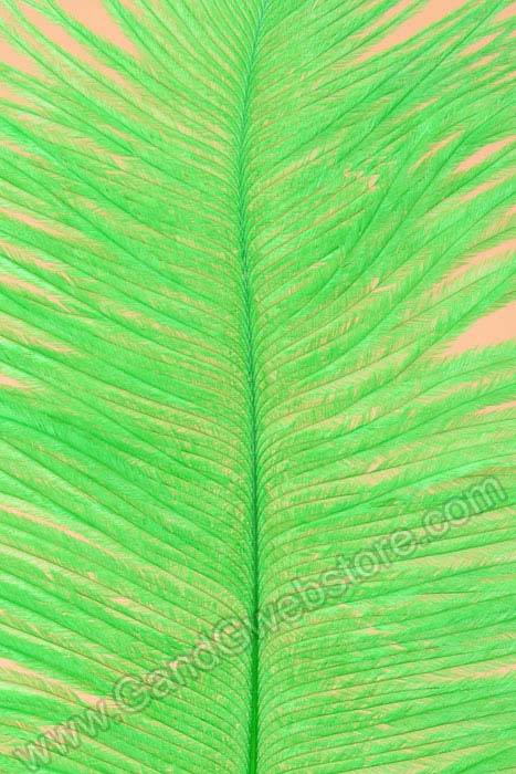 12" - 14" Ostrich Feather Kelly Green Pkg/12 - Image 2