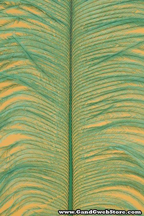 12"-14" Ostrich Feather Kelly Pkg/12 - Image 2