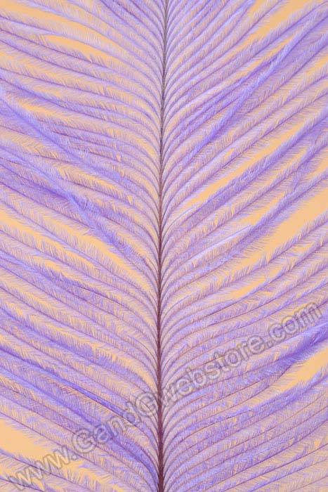 12" - 14" Ostrich Feather Lavender Pkg/12 - Image 2