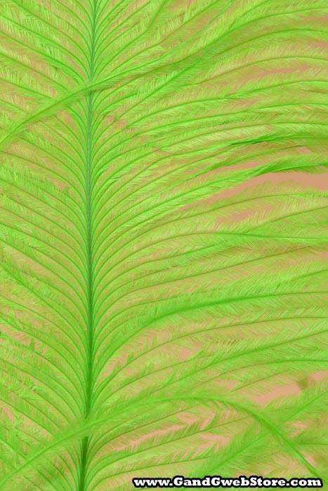12" - 14" Ostrich Feather Lime Pkg/12 - Image 3