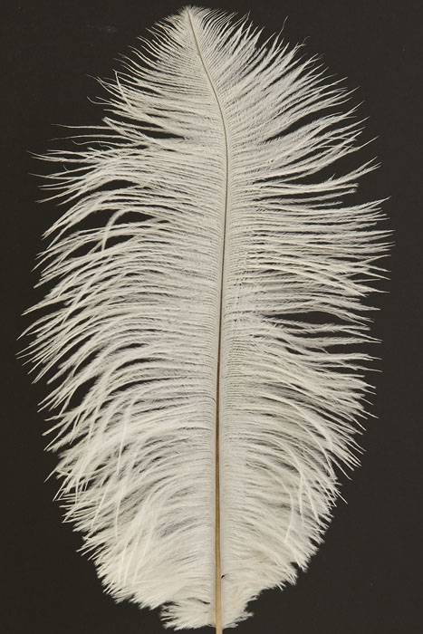 12"-14" Ostrich Feather Natural White Pkg/12