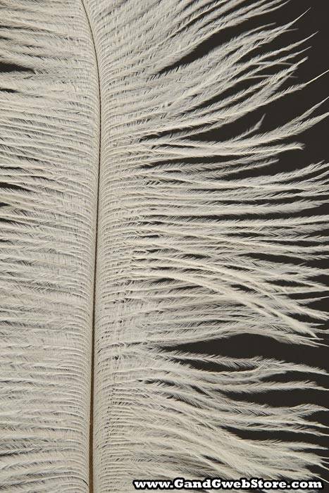 12"-14" Ostrich Feather Natural White Pkg/12 - Image 2