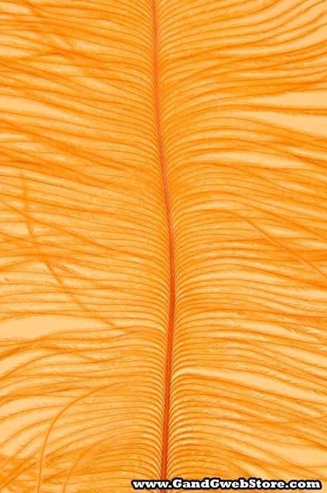 12"-14" Ostrich Feather Orange Pkg/12 - Image 2