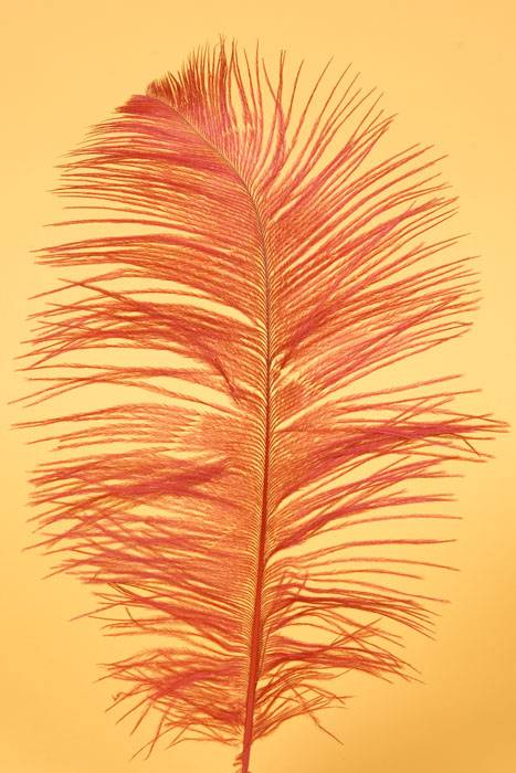 12"-14" Ostrich Feather Red Pkg/12