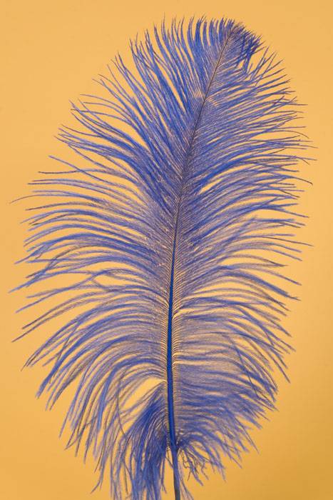 12"-14" Ostrich Feather Royal Blue Pkg/12