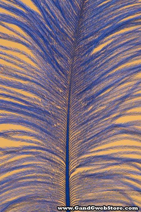 12"-14" Ostrich Feather Royal Blue Pkg/12 - Image 2