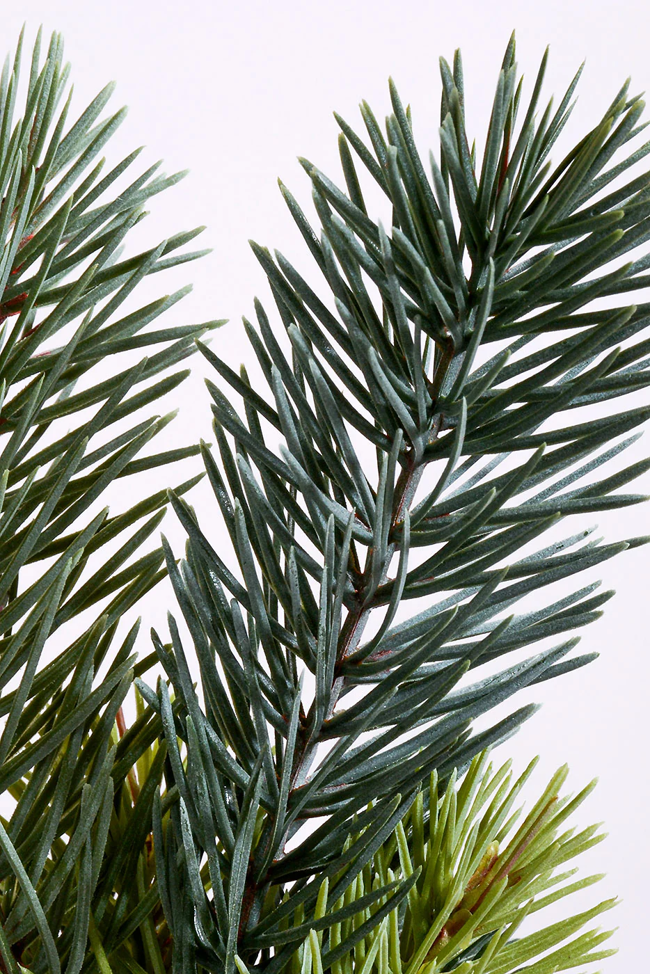 12'' Artificial Pine Bundle Spray Green Gray - Image 2