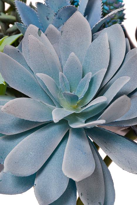 12" Artificial Succulent Bundle Blue - Image 2