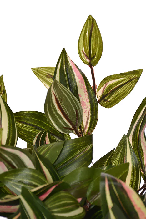 12" Medium Wandering Jew High Bush Green/Cream - Image 2