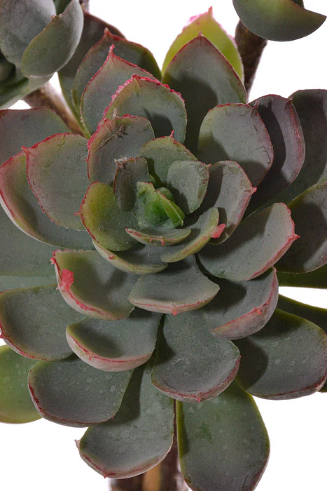12" Succulent Bush Green - Image 2