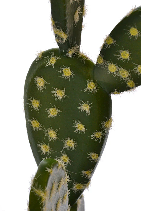 13.5" Soft Bunny Ear Cactus Green - Image 2