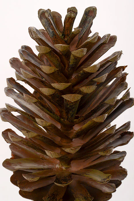 13" Pine Cone Pick Natural - Image 2