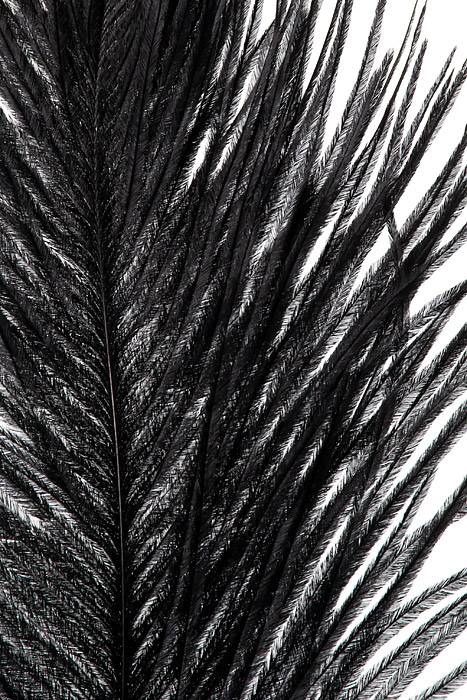 14 - 16" Ostra Feather Black Pkg/12 - Image 2