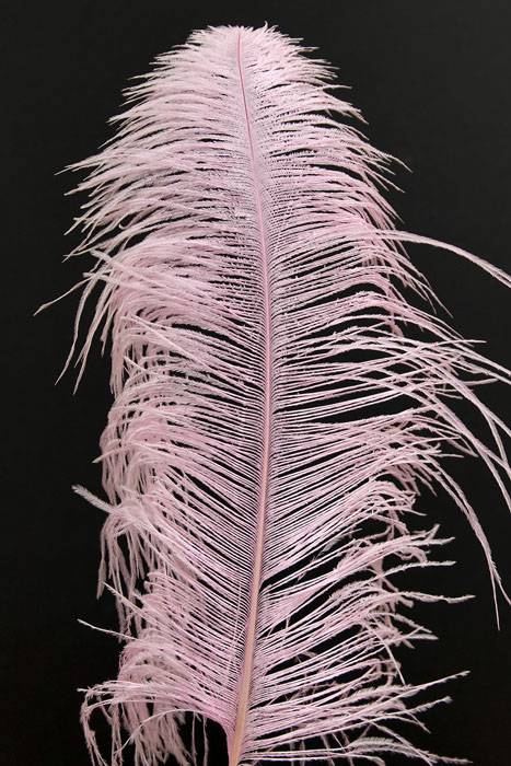 14"-16" Ostrich Feather Hot Pink Pkg/12