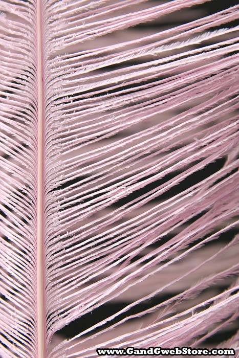 14"-16" Ostrich Feather Hot Pink Pkg/12 - Image 3