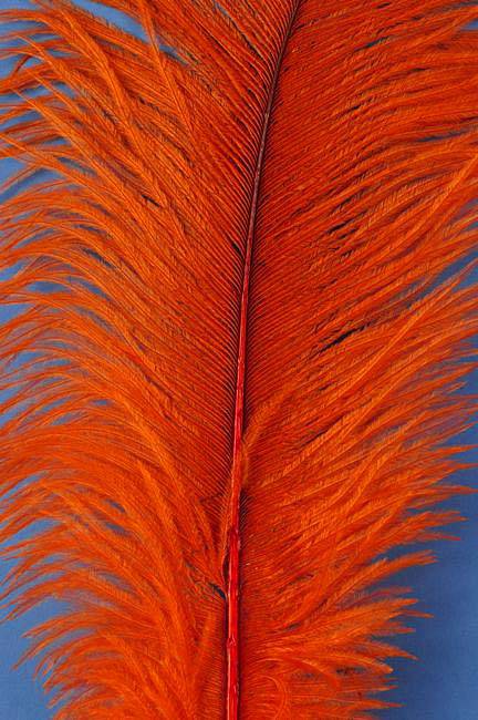 14"-16" Ostrich Feather Orange Pkg/12 - Image 2