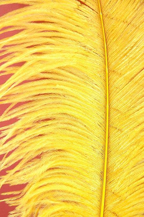 14"-16" Ostrich Feather Yellow Pkg/12 - Image 2