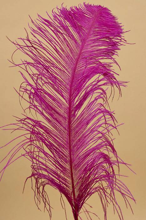 14"-16" Single Ostrich Feather Fuchsia