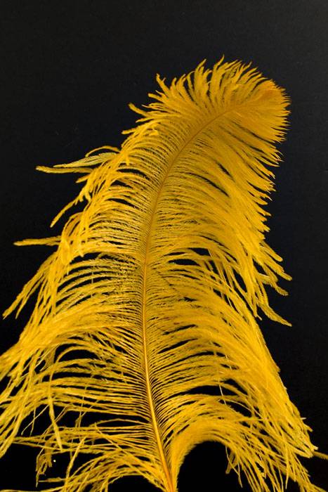 14"-16" Single Ostrich Feather Gold