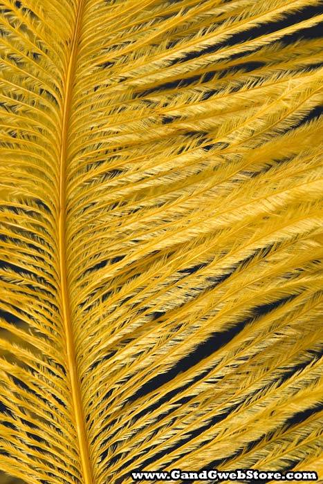 14"-16" Single Ostrich Feather Gold - Image 3