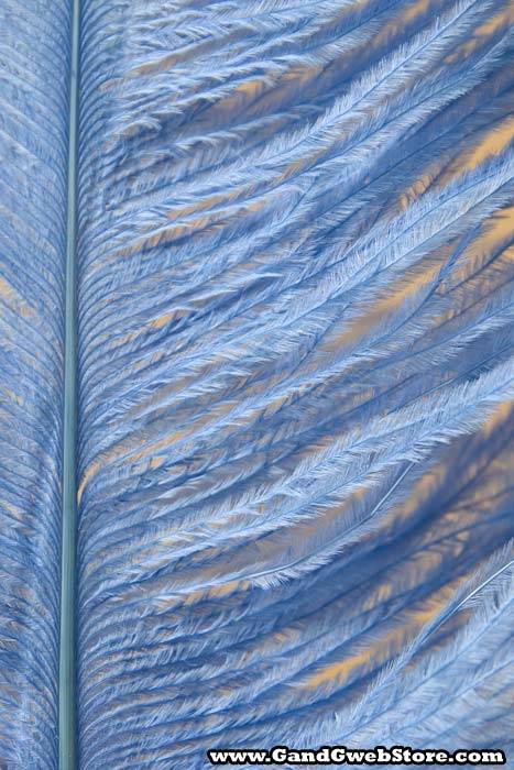 14"-16" Single Ostrich Feather Light Blue - Image 3