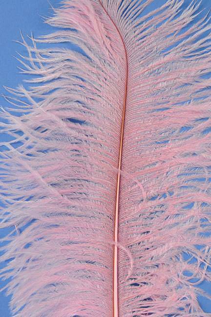 14"-16" Single Ostrich Feather Light Pink - Image 2