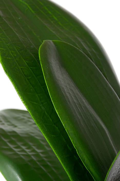 14.5" Phalaenopsis Leaf Clu Green - Image 2