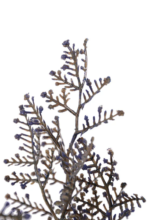 14" Limonium Bush Blue - Image 2