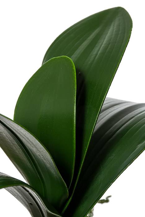 14" Phalaenopsis Leaf Cluster Green - Image 2