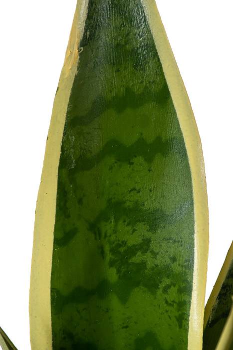 15.5" Mother-in-law's Tongue Varigate - Image 2