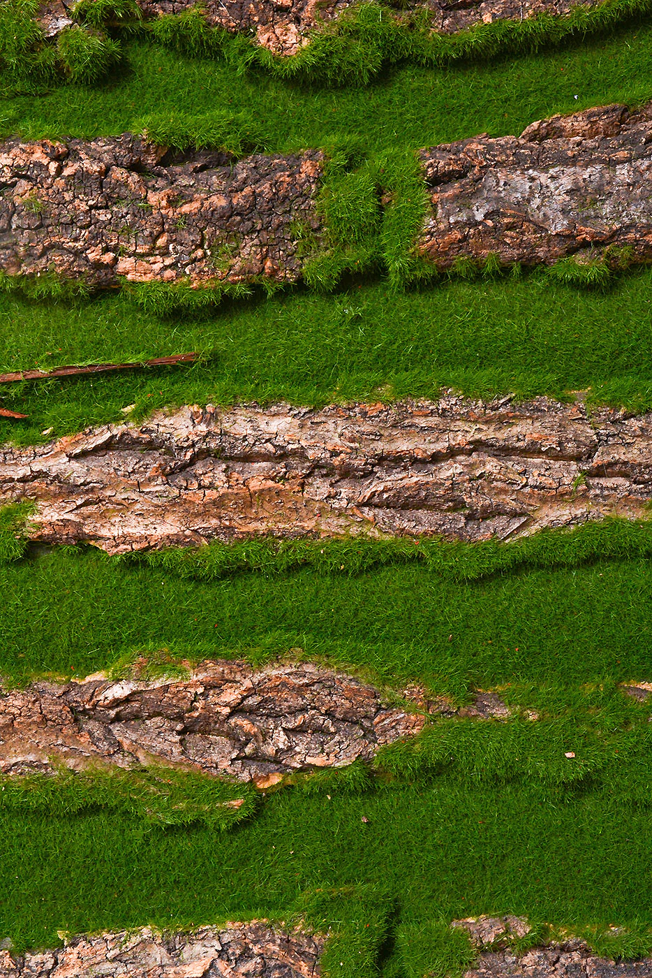 15.75" X 19.5" Bark Sheet With Moss Green - Image 2