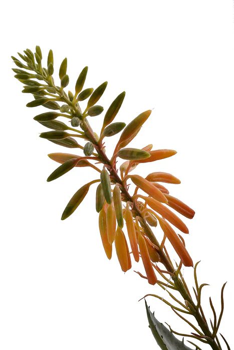 15" Blooming Agave Pick Orange/Green - Image 2