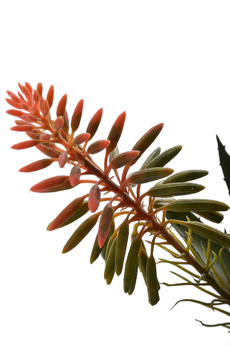 15" Blooming Agave Pick Pink/Green - Image 2