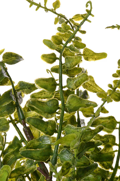 15" Buckler Fern Bush Green - Image 2
