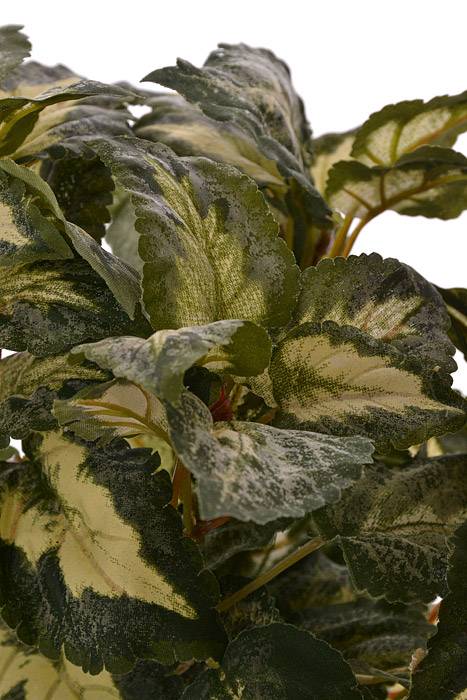 15" Coleus Bush Green/Variegated - Image 2