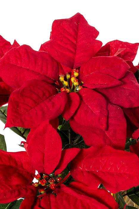 15" Poinsettia Bush Pot Rd/grn - Image 2