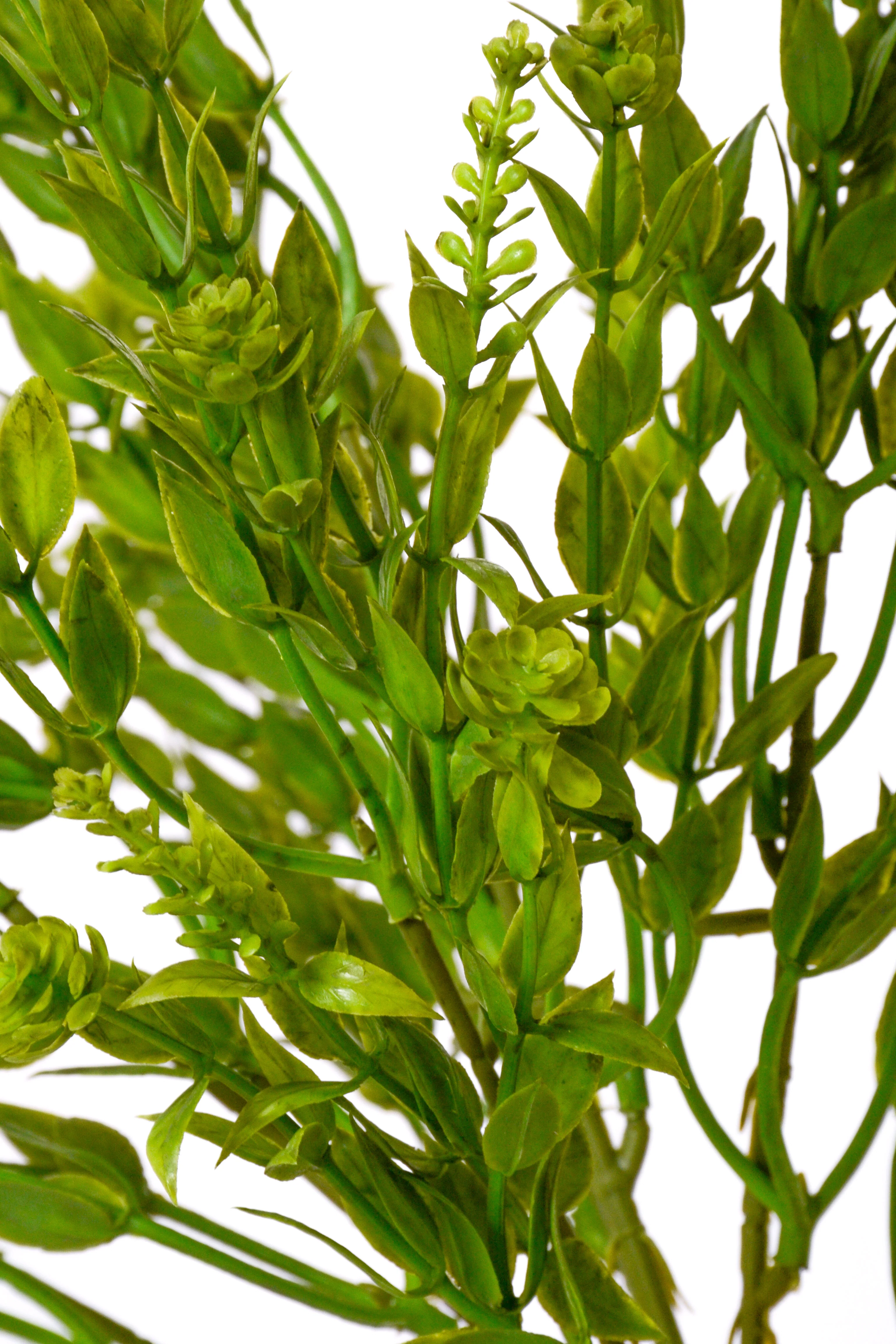 15" Ruscus Mix Bush Green - Image 2