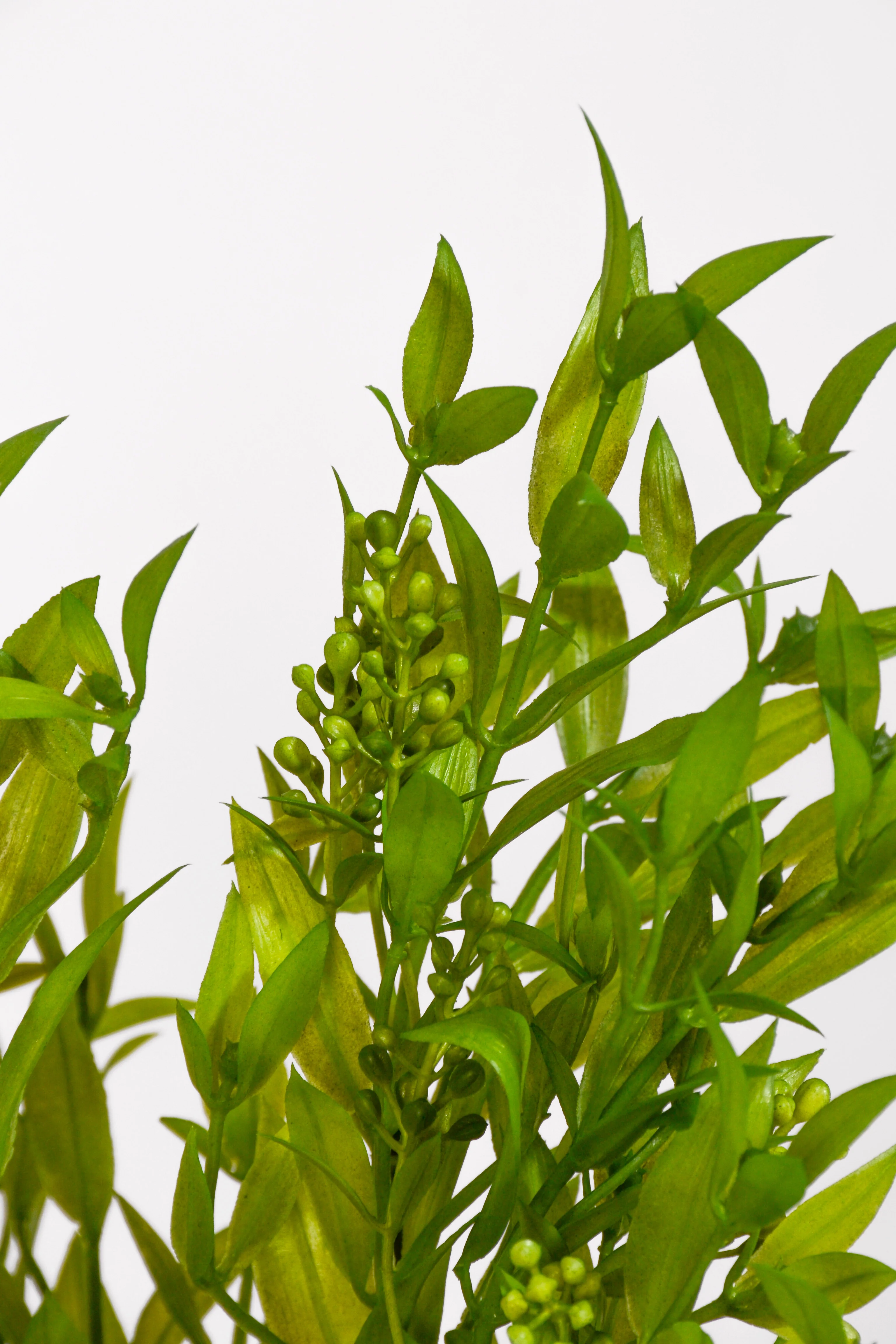 15" Uv Artificial Ruscus Bush Green - Image 2