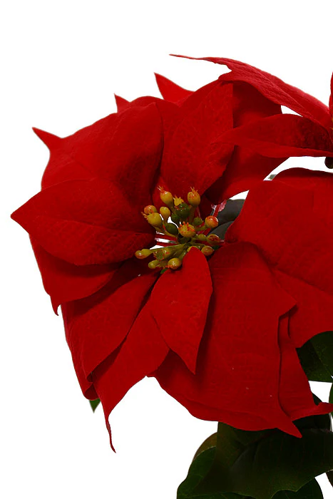 15" Velvet Poinsettia Bush Red - Image 2
