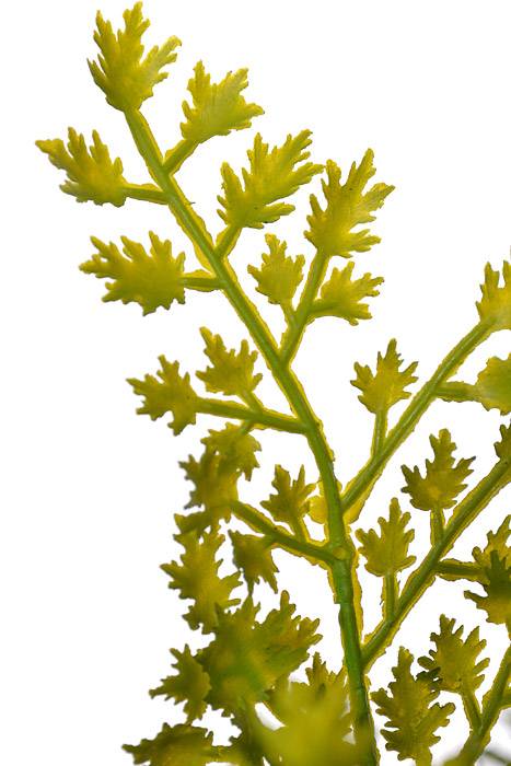 17" Fern Bush Green - Image 2
